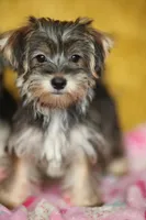 Stella CKC Female , a female Yorkshire Terrier for sale in Vidalia, GA – 4 of 9