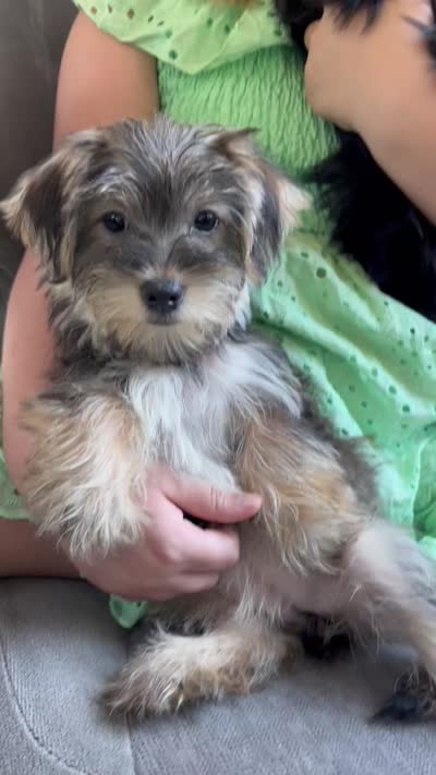 Stella CKC Female , a female Yorkshire Terrier for sale in Vidalia, GA – 9 of 9