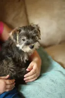 Stella CKC Female , a female Yorkshire Terrier for sale in Vidalia, GA – 3 of 9