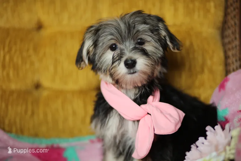 Peppa CKC female  – Yorkshire Terrier puppy for sale in Vidalia, GA