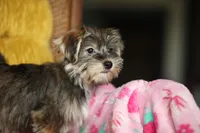 Stella CKC Female , a female Yorkshire Terrier for sale in Vidalia, GA – 2 of 9