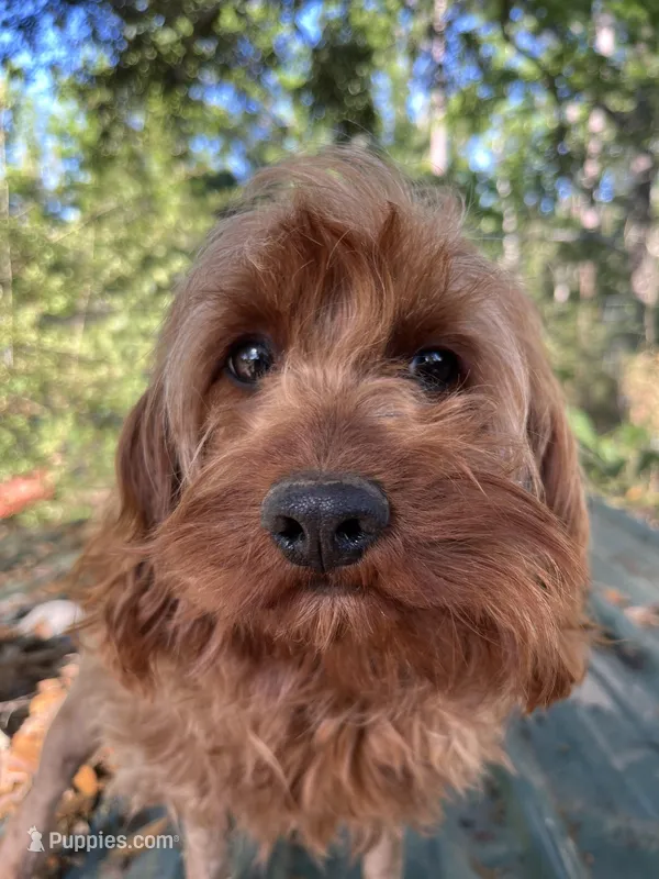 Charlotte – Cavapoo puppy for sale in Vidalia, GA