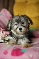 Peppa CKC female , a female Yorkshire Terrier for sale in Vidalia, GA – 2 of 10