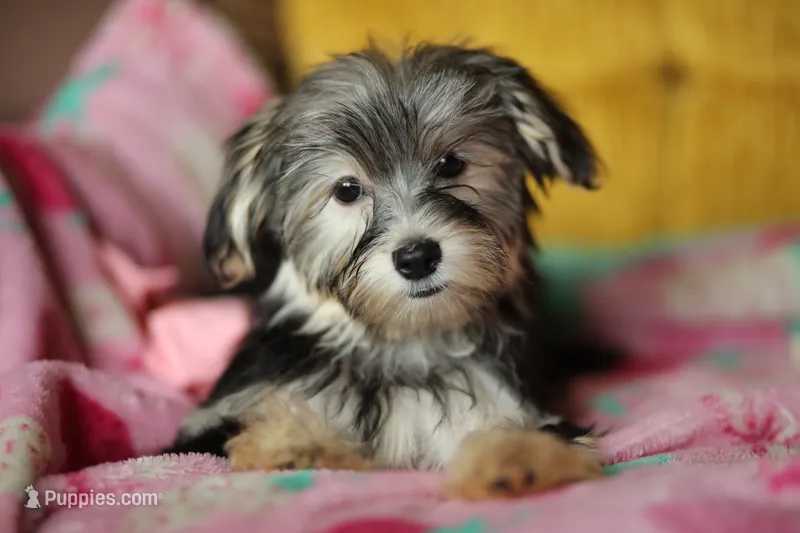 Peppa CKC female  – Yorkshire Terrier puppy for sale in Vidalia, GA
