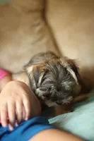 Stella CKC Female , a female Yorkshire Terrier for sale in Vidalia, GA – 8 of 9