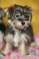 Stella CKC Female , a female Yorkshire Terrier for sale in Vidalia, GA – 5 of 9