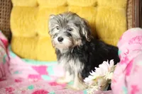 Peppa CKC Female , a female Yorkshire Terrier for sale in Vidalia, GA – 8 of 9