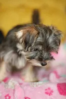 Stella CKC Female , a female Yorkshire Terrier for sale in Vidalia, GA – 7 of 9