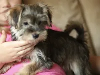 Stella CKC Female , a female Yorkshire Terrier for sale in Vidalia, GA – 6 of 9