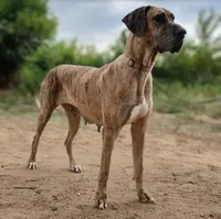 JayJay, a female Great Dane for sale in Cunningham, KS – 7 of 8