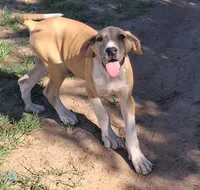 Aspen, a female Great Dane for sale in Cunningham, KS – 3 of 7
