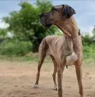 JayJay, a female Great Dane for sale in Cunningham, KS – 6 of 8