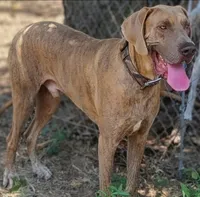 Pandora, a female Great Dane for sale in Cunningham, KS – 5 of 9