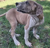 JayJay, a female Great Dane for sale in Cunningham, KS – 4 of 8