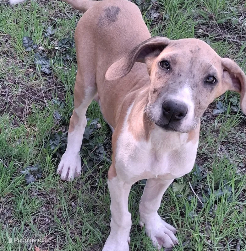 JayJay – Great Dane puppy for sale in Cunningham, KS