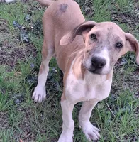JayJay, a female Great Dane for sale in Cunningham, KS – 1 of 8