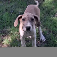 JayJay, a female Great Dane for sale in Cunningham, KS – 3 of 8
