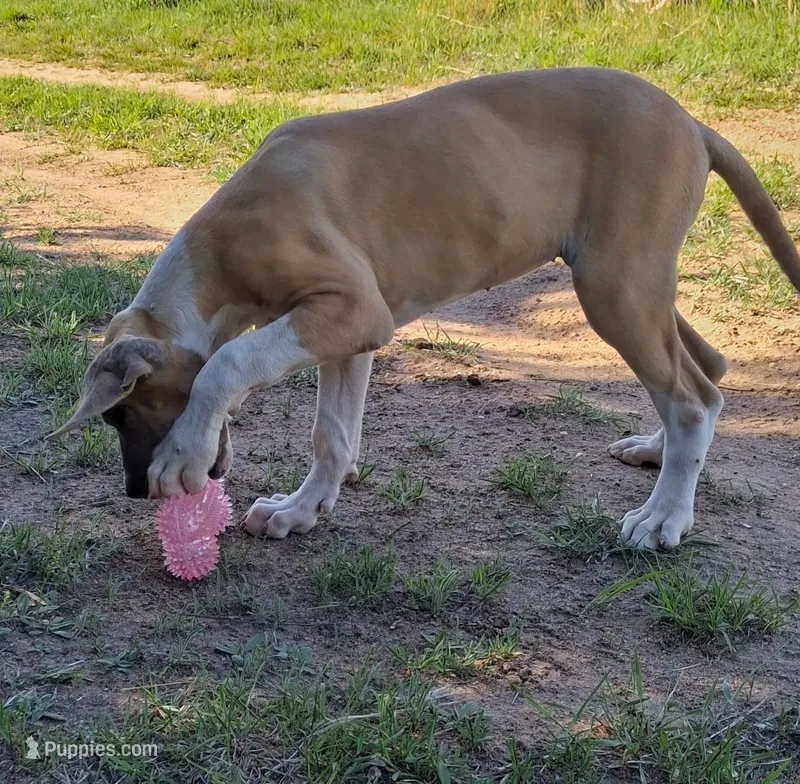 Aspen – Great Dane puppy for sale in Cunningham, KS