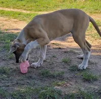 Aspen, a female Great Dane for sale in Cunningham, KS – 1 of 7