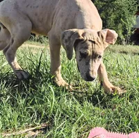 Pandora, a female Great Dane for sale in Cunningham, KS – 2 of 9