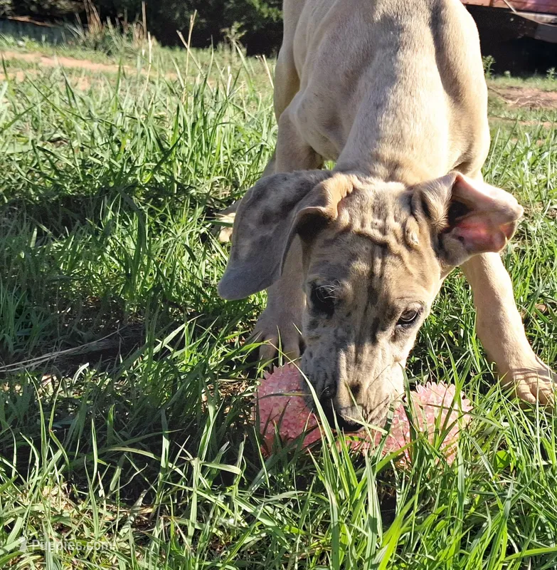 Pandora – Great Dane puppy for sale in Cunningham, KS