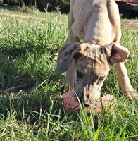 Pandora, a female Great Dane for sale in Cunningham, KS – 1 of 9