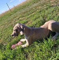 Maybelline , a female Great Dane for sale in Cunningham, KS – 4 of 9