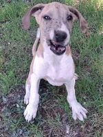 JayJay, a female Great Dane for sale in Cunningham, KS – 2 of 8