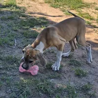 Aspen, a female Great Dane for sale in Cunningham, KS – 2 of 7