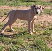 Pandora, a female Great Dane for sale in Cunningham, KS – 6 of 9