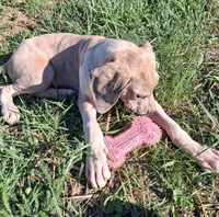 Maybelline , a female Great Dane for sale in Cunningham, KS – 3 of 9