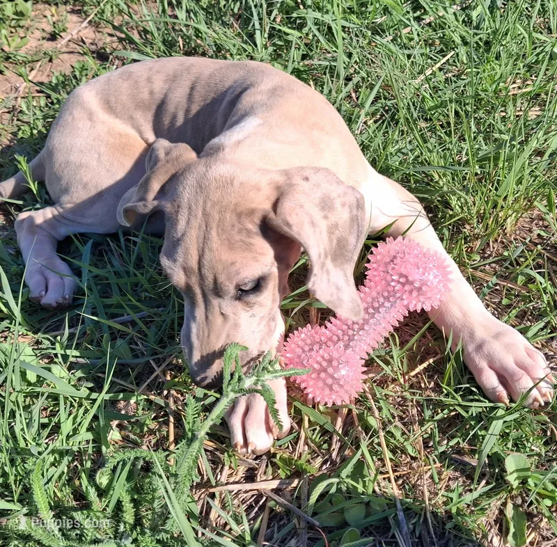 Maybelline  – Great Dane puppy for sale in Cunningham, KS