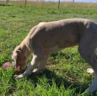Maybelline , a female Great Dane for sale in Cunningham, KS – 5 of 9