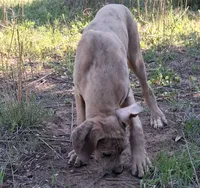 Pandora, a female Great Dane for sale in Cunningham, KS – 8 of 9