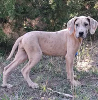 Pandora, a female Great Dane for sale in Cunningham, KS – 9 of 9