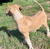 Aspen, a female Great Dane for sale in Cunningham, KS – 4 of 7