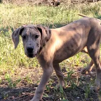 Pandora, a female Great Dane for sale in Cunningham, KS – 7 of 9
