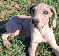 Maybelline , a female Great Dane for sale in Cunningham, KS – 2 of 9