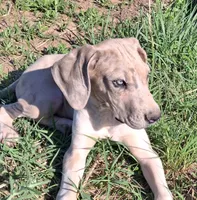 Maybelline , a female Great Dane for sale in Cunningham, KS – 6 of 9