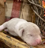 Silver (Lilac), a male Great Dane for sale in Landrum, SC – Photo 3 of 5