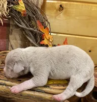 Silver (Lilac), a male Great Dane for sale in Landrum, SC – Photo 5 of 5