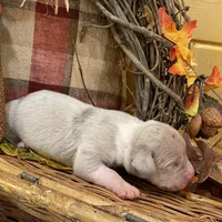 Silver (Lilac), a male Great Dane for sale in Landrum, SC – Photo 2 of 5