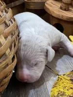 Silver (Lilac), a male Great Dane for sale in Landrum, SC – Photo 4 of 5