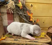 Silver (Lilac), a male Great Dane for sale in Landrum, SC – Photo 1 of 5