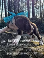 Chocolate Mant Tan Carr, a male Great Dane for sale in Landrum, SC – Photo 9 of 10