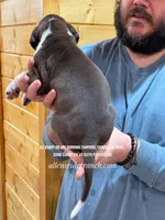 Chocolate Mant Tan Carr, a male Great Dane for sale in Landrum, SC – Photo 5 of 10