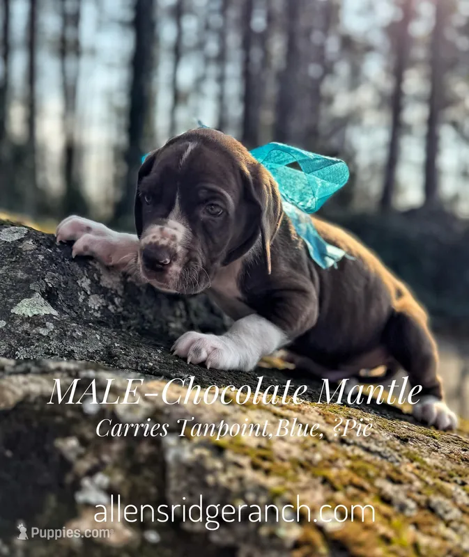 Chocolate Mant Tan Carr, a male Great Dane for sale in Landrum, SC – Photo 1 of 10