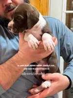 Chocolate Mant Tan Carr, a male Great Dane for sale in Landrum, SC – Photo 4 of 10