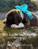 Chocolate Mant Tan Carr, a male Great Dane for sale in Landrum, SC – Photo 8 of 10