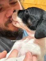 Tanpoint B/W Pie Dane, a female Great Dane for sale in Landrum, SC – Photo 4 of 10